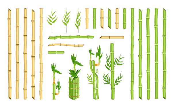 Straight curved bamboo stick stem border frame element set Straight curved bamboo stick stem border frame element set. Single stick and bundle, green hollow cane leaf, ecological rainforest greenery for design vector illustration isolated on white background bamboo plant stock illustrations