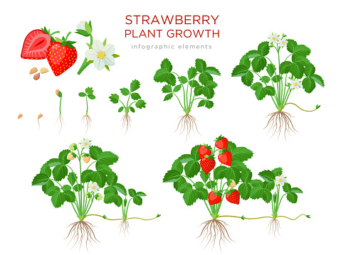 Strawberry plant growing stages from seeds, seedling, flowering, fruiting to a mature plant with ripe red fruits - set of botanical illustrations, infographic elements in flat design isolated on white
