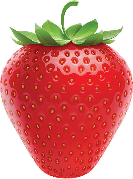 Strawberry Vector illustration of red fresh strawberry. strawberries stock illustrations