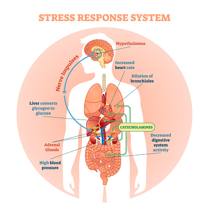 Stress response system vector illustration diagram, nerve impulses scheme.