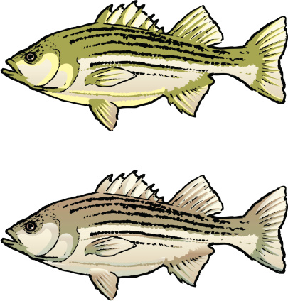 Free Striped Bass Svg Free SVG PNG EPS DXF File