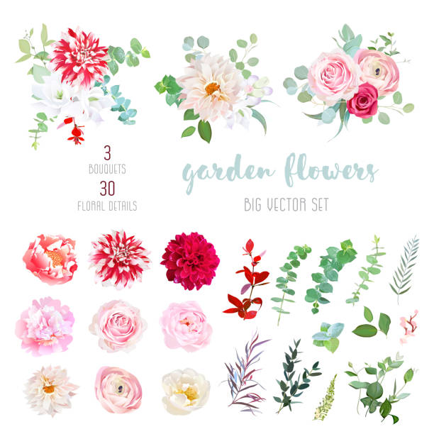 Striped, creamy and burgundy red dahlia, pink ranunculus, rose, Striped, creamy and burgundy red dahlia, pink ranunculus, rose, peony flowers and decorative plants - eucalyptus, agonis, parvifolia big vector collection. All elements are isolated and editable. dahlia stock illustrations