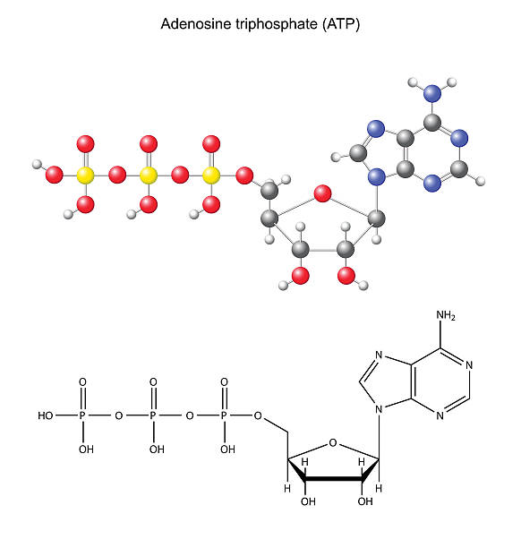 Structural chemical formula and model of adenosine triphosphate vector art illustration