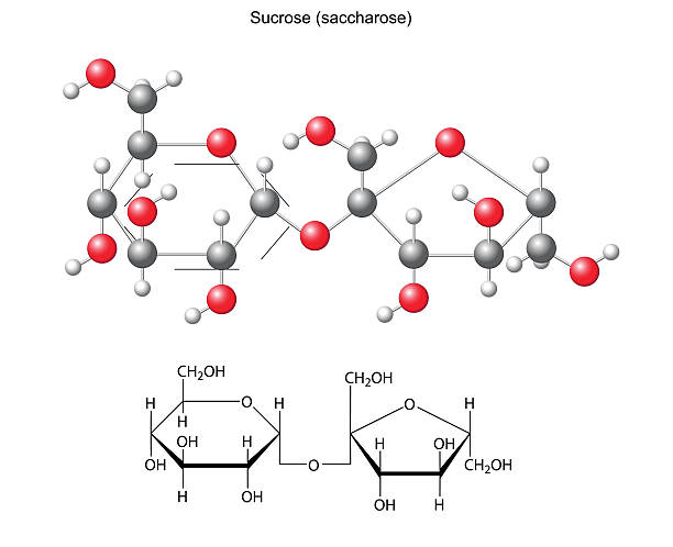 Structural chemical formula and model of sucrose (saccharose) vector art illustration