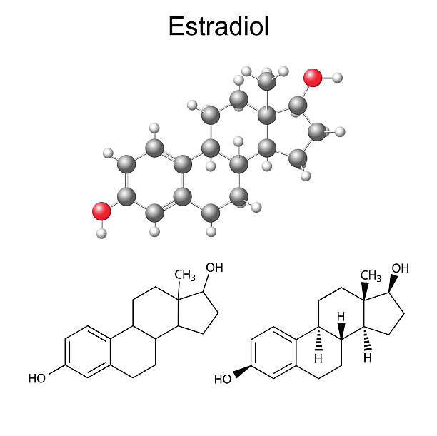 Structural chemical formulas and model of estradiol molecule vector art illustration
