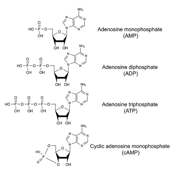 Structural chemical formulas of adenosine phosphates vector art illustration