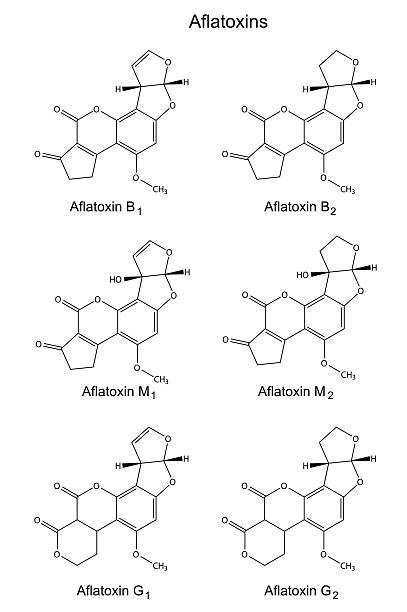 Structural chemical formulas of aflatoxins vector art illustration
