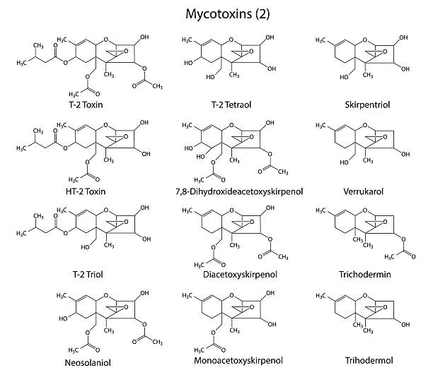 Structural chemical formulas of A-type mycotoxins vector art illustration