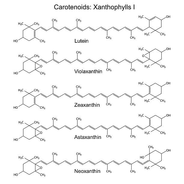 Structural chemical formulas of plant pigments - carotenoids xan vector art illustration