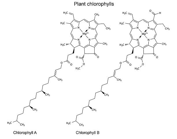 Structural chemical formulas of plant pigments chlorophylls vector art illustration