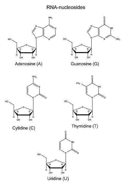 Structural chemical formulas of  RNA nucleosides vector art illustration