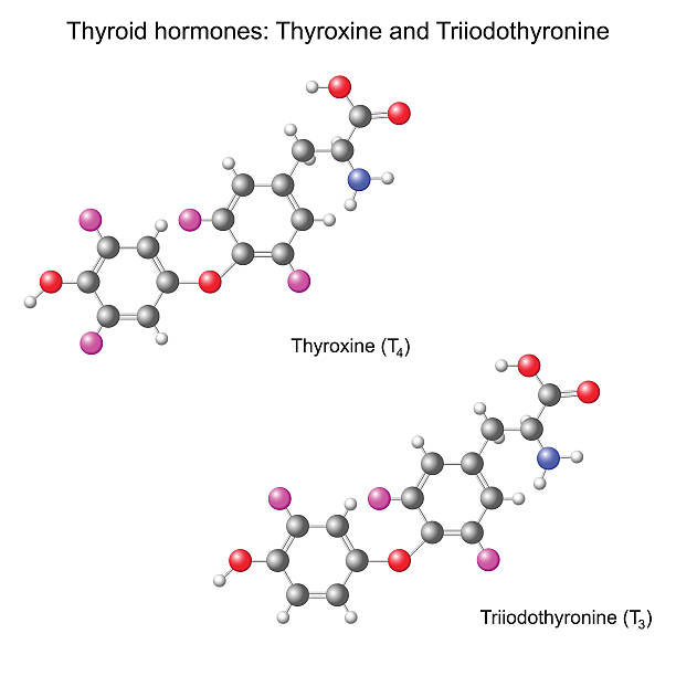 Structural chemical model of  thyroid hormones vector art illustration