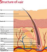 Structure and cycles of hair growth on a human head under a microscope close-up. Vector illustration. Hair under the skin.