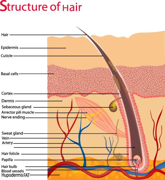 Structure and cycles of hair growth on a human head under a microscope close-up. Vector illustration. Hair under the skin. Structure and cycles of hair growth on a human head under a microscope close-up. Vector illustration. Hair under the skin. hair structure stock illustrations