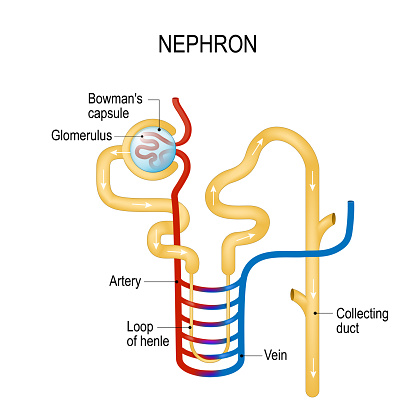Structure of a Nephron. Formation of the urine.