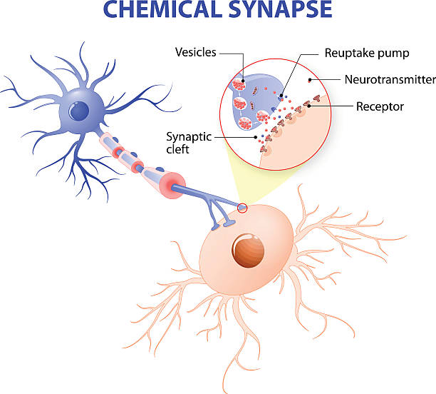 Structure of a typical chemical synapse. neurotransmitter release mechanisms Structure of a typical chemical synapse. neurotransmitter release mechanisms. Neurotransmitters are packaged into synaptic vesicles transmit signals from a neuron to a target cell across a synapse. neurotransmitter stock illustrations