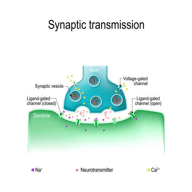 Structure of a typical chemical synapse Synaptic transmission. Structure of a typical chemical synapse. Neurotransmitter release mechanisms. Neurotransmitters are packaged into synaptic vesicles transmit signals from a neuron to a target cell. receptor stock illustrations