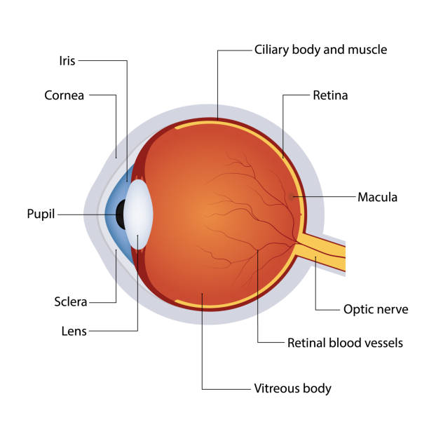 Structure of anatomy human eye