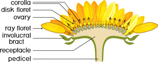 Structure of flower of sunflower in cross section. Diagram of flower head or pseudanthium. Parts of sunflower with titles Structure of flower of sunflower in cross section. Diagram of flower head or pseudanthium. Parts of sunflower with titles flower part stock illustrations