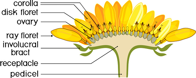 structure-of-flower-of-sunflower-in-cross-section-diagram-of-flower