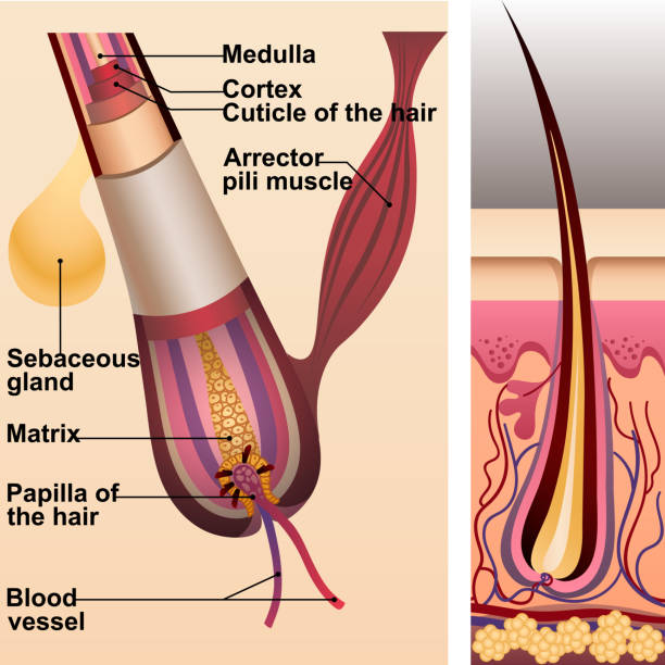 Structure of hair and follicle and sebaceous gland Structure of hair and follicle and sebaceous gland. Medulla cortex cuticle matrix papilla and blood vessel vector illustration. Dermatology and beauty concept hair structure stock illustrations