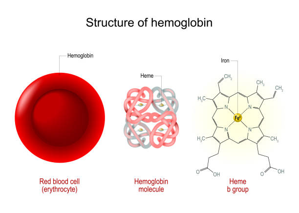 Structure of hemoglobin is depicted in three forms