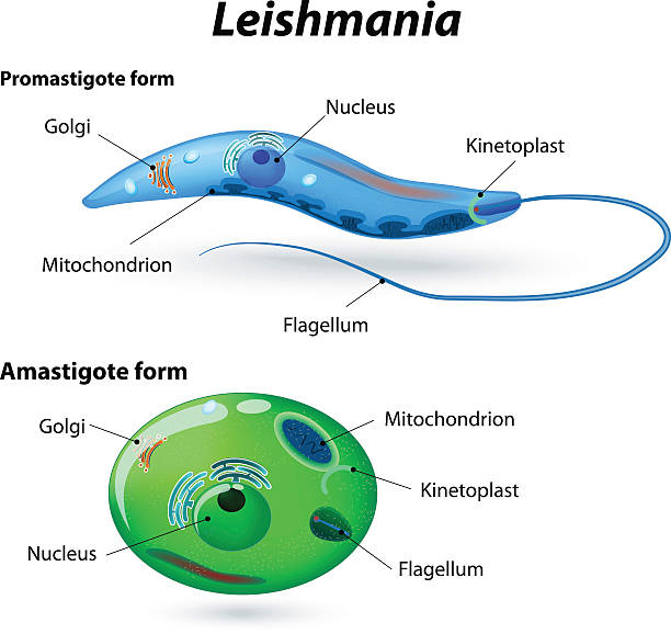 poze cu paraziti leishmania medicamente pentru prevenirea paraziților în întregul corp