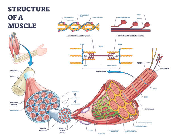 Structure of muscle with isolated myosin and actin closeup outline diagram vector art illustration