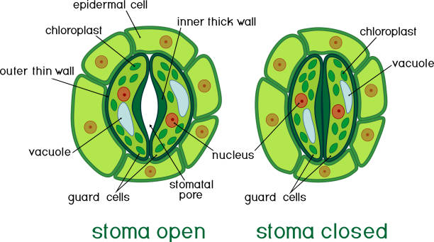 Structure of stomatal complex with open and closed stoma with titles  photosynthesis diagram stock illustrations