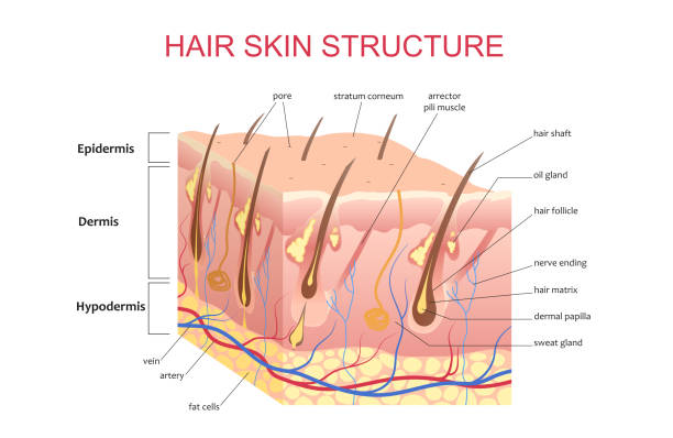 3D structure of the hair skin scalp, anatomical education infographic information poster vector illustration. 3D structure of the hair skin scalp, anatomical education infographic information poster vector illustration hair structure stock illustrations