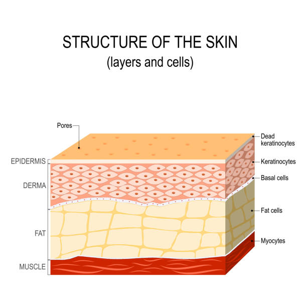 Structure of the human skin Structure of the human skin. Layers and cells tissue anatomy stock illustrations