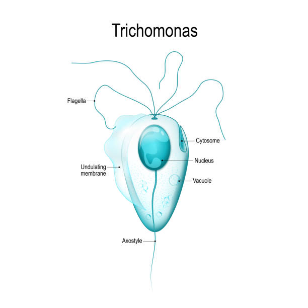 Hexicon a Trichomonas nál