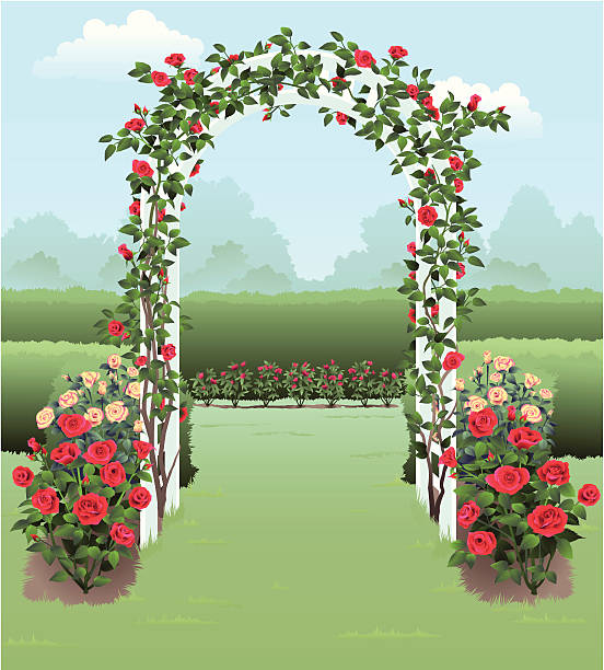 illustrations, cliparts, dessins animés et icônes de rose garden - haie jardin