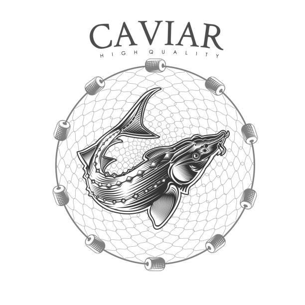 ilustraciones, imágenes clip art, dibujos animados e iconos de stock de pescado de esturión en redes de pesca redondas estilo de grabado. etiqueta para pescado o caviar sobre blanco - roe