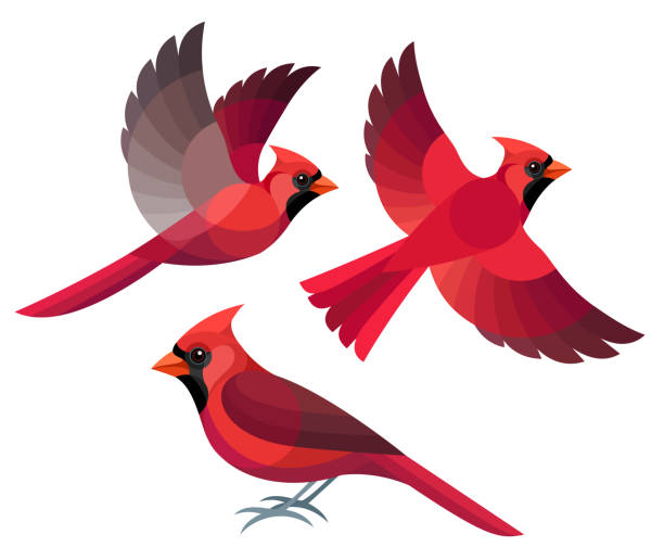 Stylized Birds Stylized Birds - Northern Cardinal cardinal stock illustrations
