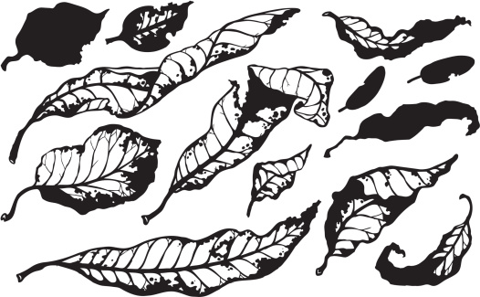 Stylized fall leaves in inky black and white style vector
