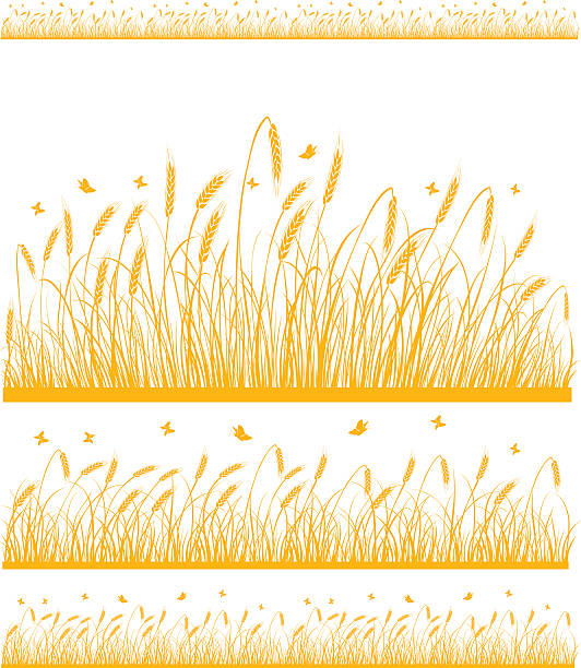 ilustrações de stock, clip art, desenhos animados e ícones de wheat - cereal field