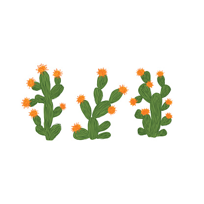 Stylized Mexican cactus hand-drawn vector illustration. Isolated on white background.