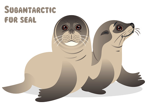 Subantarctic fur seal, Antarctica, Elephant Seal