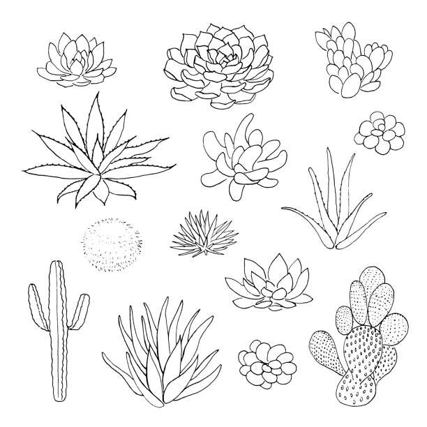 Succulent cactus collection. agava, pita, aloe, gastraea, haworthia, echeveria, Pachyphytum, prickly pear, Succulent cactus collection. agava, pita, aloe, gastraea, haworthia, echeveria, Pachyphytum, prickly pear, nature elements hand drawn vector illustration sketch for cards posters banners prints desert area clipart stock illustrations