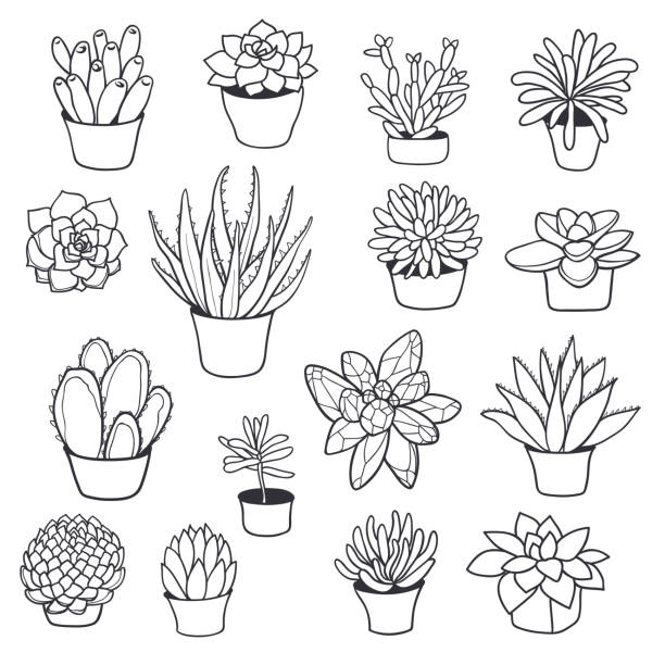 Succulent Plant Illustrations, Royalty-Free Vector Graphics & Clip Art ...