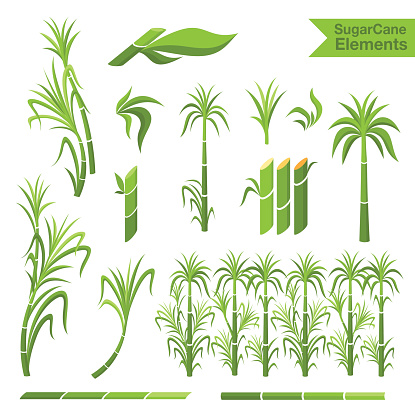 Sugar cane decoration elements