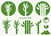 Sugar cane set. Cane plant, sugarcane harvest stalk, plant and leaves, sugar ingredient stem. Natural organic sweetener. Vector