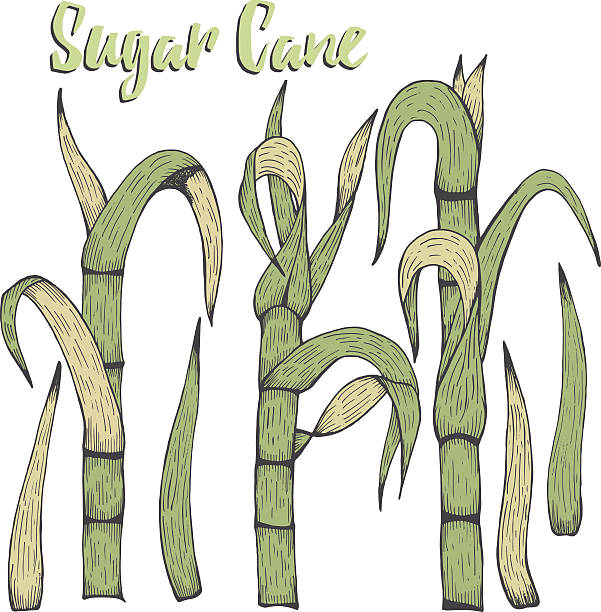 Royalty Free Sugar Cane Harvest Clip Art, Vector Images