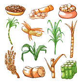 Sugar sweet cane farming and industry hand drawn set. Tropical grass, tall thick stems sugar can be got. Vector illustration on white background