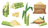 Sugarcane and sugar set. Pack of green stems, plants with leaves, sack with brown sugar isolated on white background. Illustrations collection for agriculture, rum, liquor production concept.