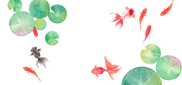 Summer banner background composed of goldfish and water lily leaves. Watercolor illustration trace vector. Layout can be changed.