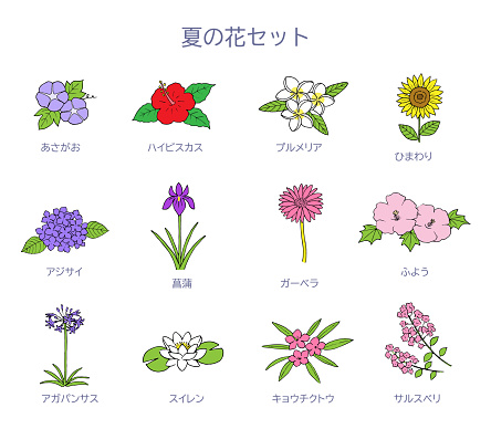 Summer flower illustration set