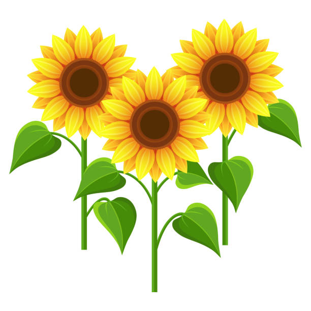 Free Free 273 Clipart Sunflowers Images SVG PNG EPS DXF File