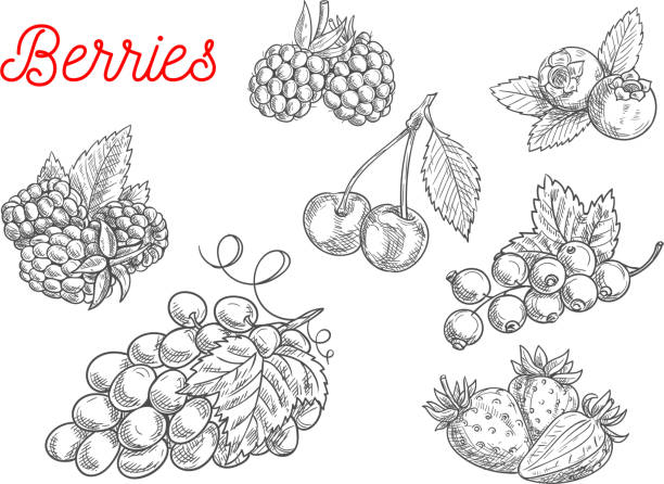 Summer fruit and berry sketch for food design Summer fruit and berry sketch. Fresh raspberry, strawberry, grape, cherry, blackberry, currant and blueberry fruits with leaves for food and agriculture design blueberry illustrations stock illustrations